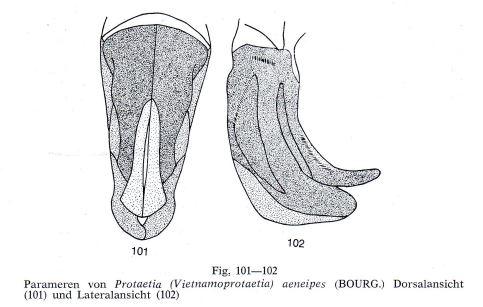 Réf. 245 339 : Protaetia aeneipes
